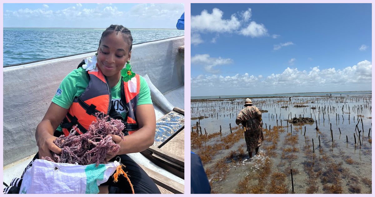 Rehma holding purple seamoss on a boat and a harvester working among the seaweed growing beds in Kisiju, Tanzania